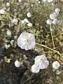 Convolvulus virgatus • پیچک ترکهای