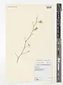 Convolvulus virgatus • پیچک ترکهای