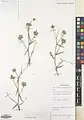 Convolvulus virgatus • پیچک ترکهای