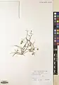 Convolvulus virgatus • پیچک ترکهای