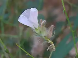 Convolvulus virgatus • پیچک ترکهای