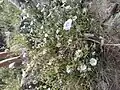 Convolvulus virgatus • پیچک ترکهای