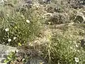 Convolvulus virgatus • پیچک ترکهای