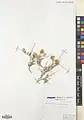 Convolvulus turrillianus • پیچک کارواندری