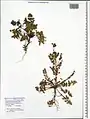 Spinacia tetrandra • اسفناج چهاردانه‌ای