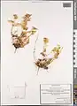 Spinacia tetrandra • اسفناج چهاردانه‌ای