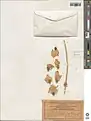Spinacia tetrandra • اسفناج چهاردانه‌ای
