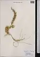 Agriophyllum latifolium • چیرکو برگ‌پهن