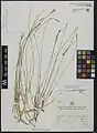 Dianthus subaphyllus • میخک ساورزی
