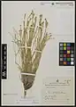 Dianthus subaphyllus • میخک ساورزی
