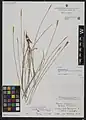 Dianthus stapfii • میخک سیوندی