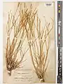 Dianthus stapfii • میخک سیوندی