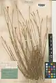 Dianthus stapfii • میخک سیوندی