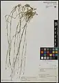 Dianthus siphonocalyx • میخک جنگلی بلوط