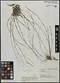 Dianthus siphonocalyx • میخک جنگلی بلوط