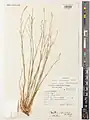 Dianthus siphonocalyx • میخک جنگلی بلوط