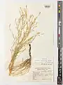 Dianthus siphonocalyx • میخک جنگلی بلوط