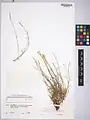 Dianthus polylepis • میخک کوهسنگی