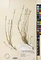 Dianthus polylepis • میخک کوهسنگی