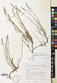 Dianthus polylepis • میخک کوهسنگی