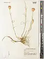 Dianthus persicus • میخک سرسان