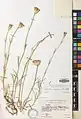 Dianthus persicus • میخک سرسان