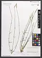 Dianthus macranthus • میخک اصفهانی