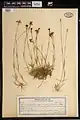 Dianthus macranthus • میخک اصفهانی