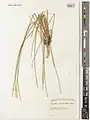 Dianthus macranthus • میخک اصفهانی