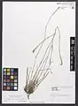 Dianthus macranthoides • میخک اشتران‌کوهی