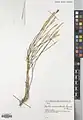 Dianthus macranthoides • میخک اشتران‌کوهی