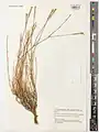 Dianthus macranthoides • میخک اشتران‌کوهی