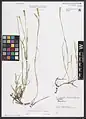 Dianthus longivaginatus • میخک غلافدار
