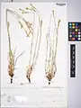 Dianthus longivaginatus • میخک غلافدار