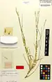 Dianthus longivaginatus • میخک غلافدار