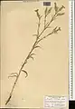 Dianthus libanotis • میخک لبنانی