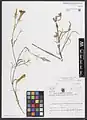 Dianthus libanotis • میخک لبنانی