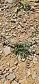 Dianthus libanotis • میخک لبنانی