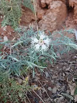 Dianthus libanotis • میخک لبنانی