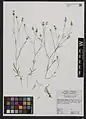 Dianthus cyri • میخک قفقازی