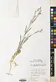 Dianthus cyri • میخک قفقازی