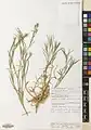 Dianthus cyri • میخک قفقازی