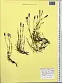 Dianthus cretaceus • میخک گچی