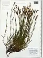 Dianthus cretaceus • میخک گچی
