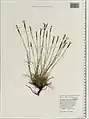 Dianthus cretaceus • میخک گچی
