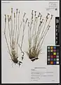 Dianthus cretaceus • میخک گچی