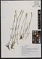 Dianthus cretaceus • میخک گچی