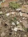 Dianthus cretaceus • میخک گچی