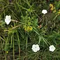 Dianthus cretaceus • میخک گچی
