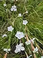 Dianthus cretaceus • میخک گچی